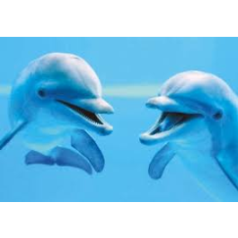 Clementoni - Animals - Dolphins (1000)