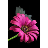 Diamond Painting - (10x15cm) - Bloem paars